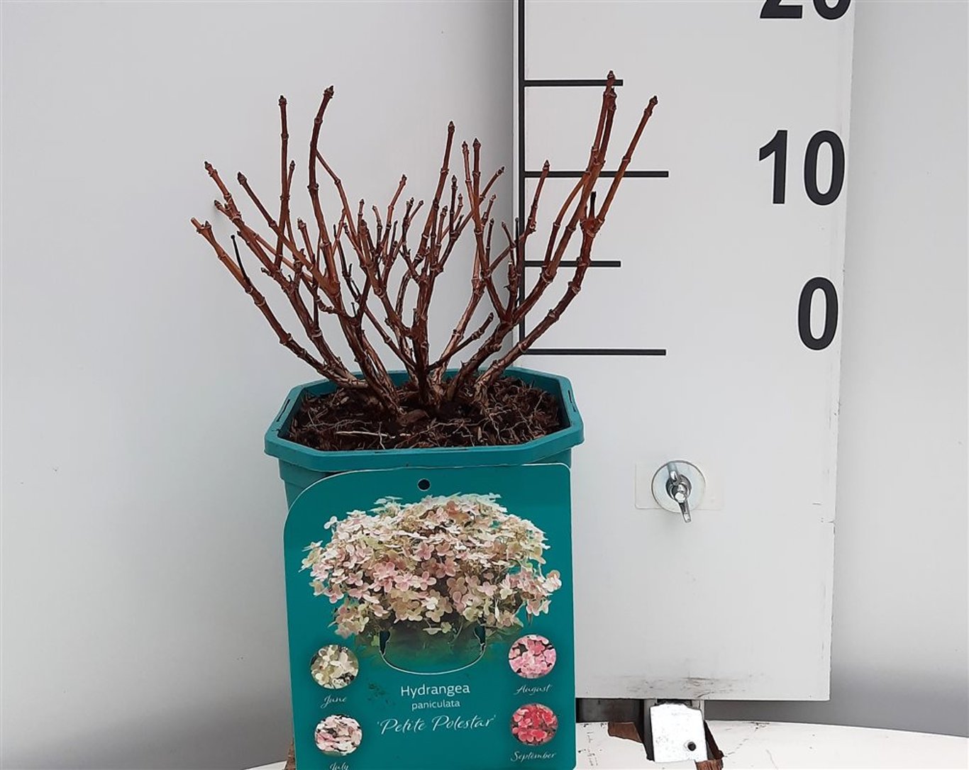 Hydrangea pan. 'Polestar' - C2 20-25 CM